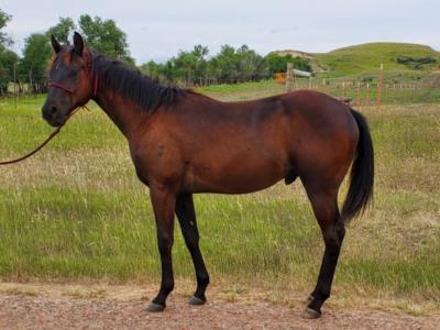 Top Gun Riptide JW <BR>AQHA 6157592